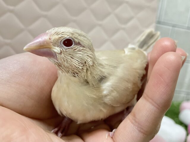 シナモン文鳥