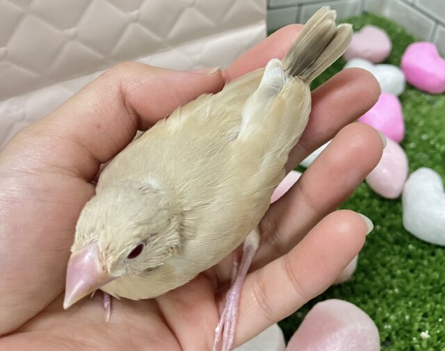 シナモン文鳥