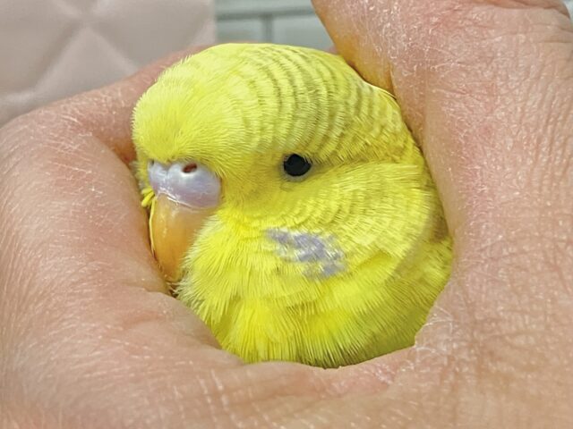 ジャンボセキセイインコ