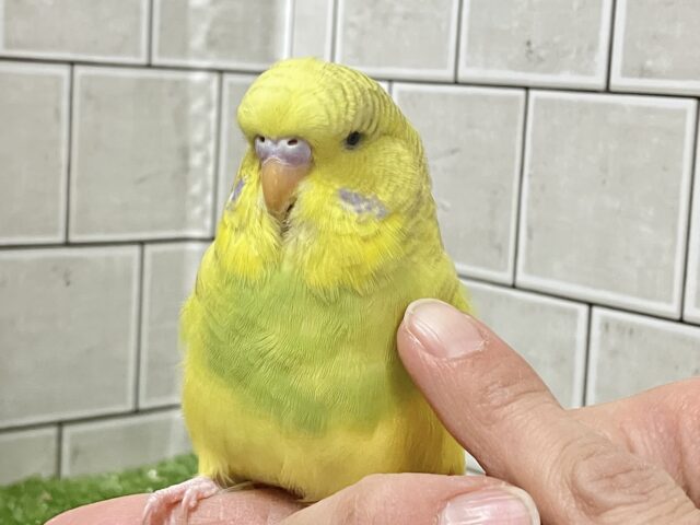 ジャンボセキセイインコ