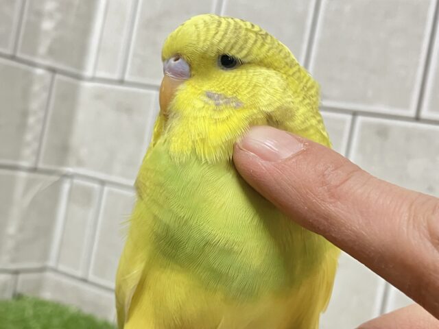 ジャンボセキセイインコ