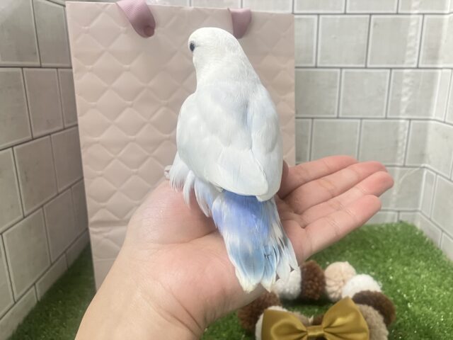 コザクラインコ（小桜インコ）