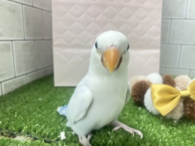 コザクラインコ（小桜インコ）