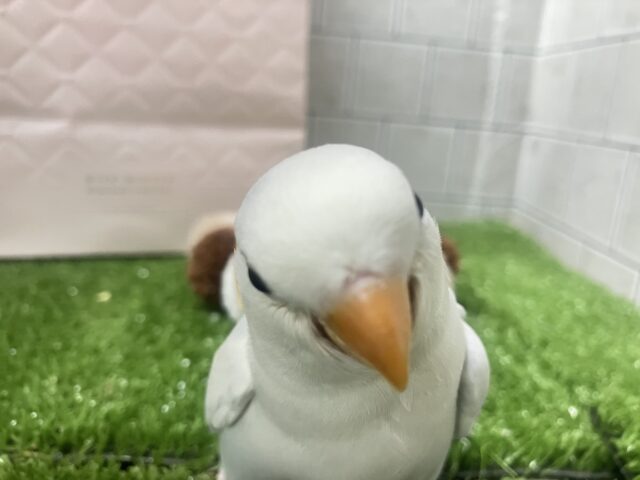 コザクラインコ（小桜インコ）