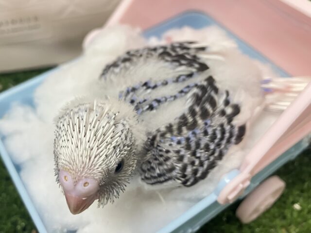セキセイインコ