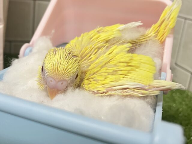 セキセイインコ