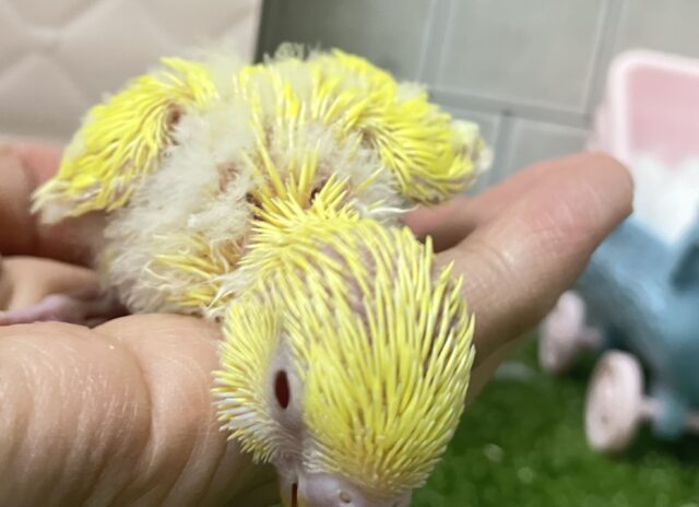 セキセイインコ