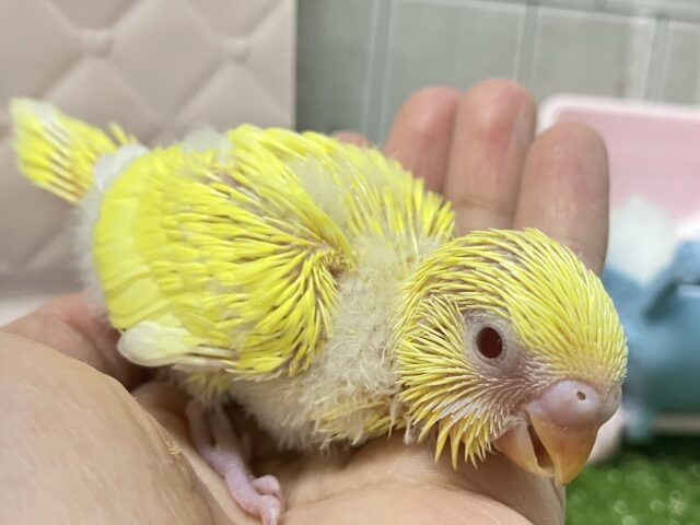 セキセイインコ