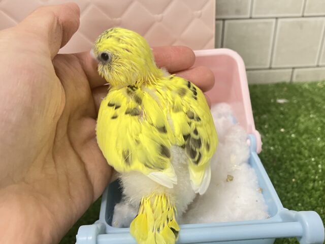 セキセイインコ