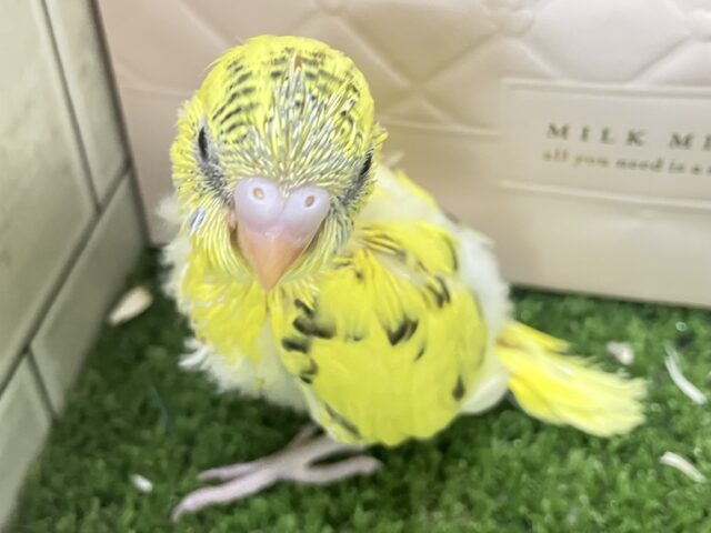 セキセイインコ