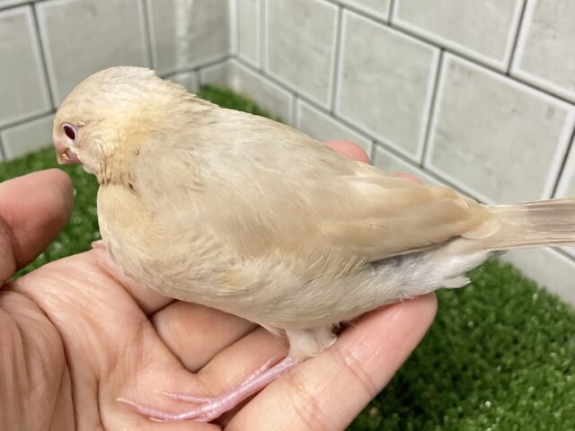 シナモン文鳥