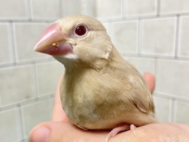 シナモン文鳥