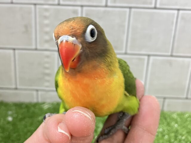 キエリボタンインコ