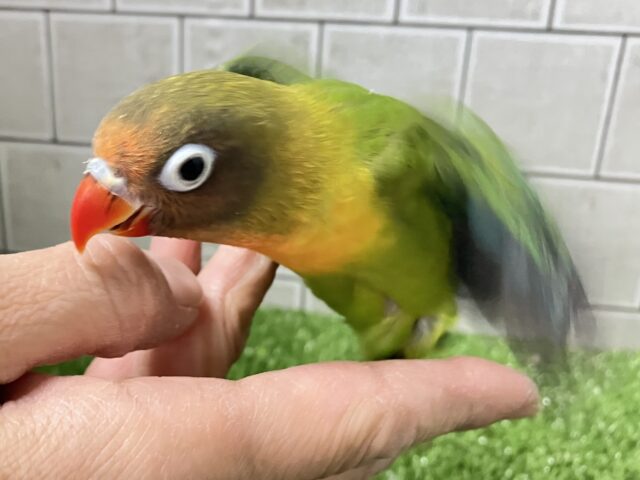 キエリボタンインコ