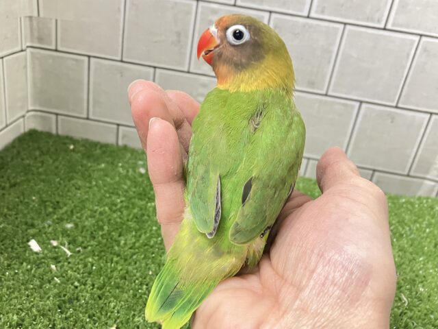 キエリボタンインコ