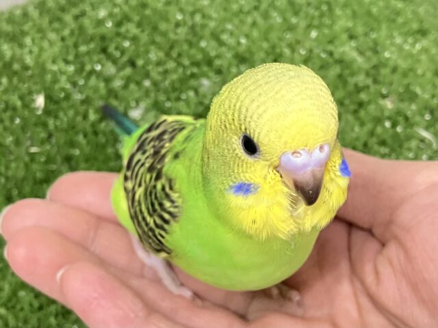 セキセイインコ