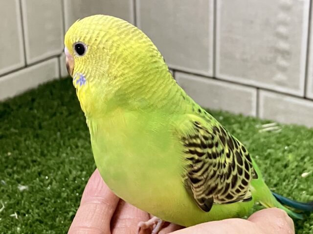セキセイインコ