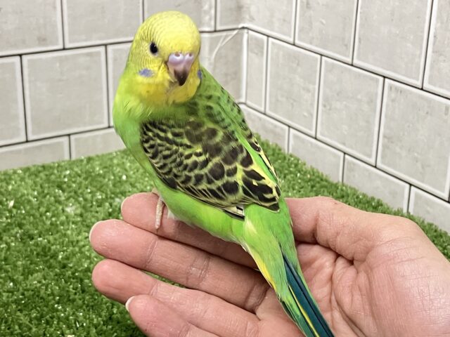 セキセイインコ