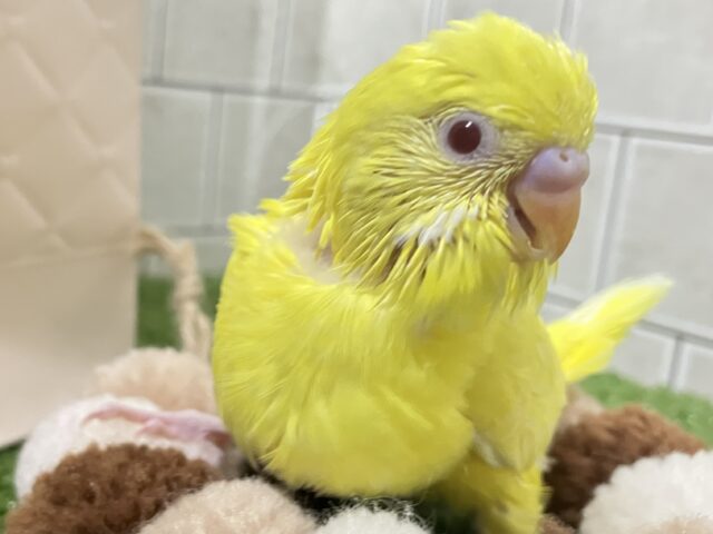 セキセイインコ