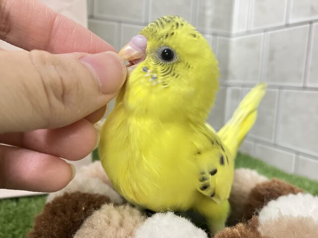 セキセイインコ