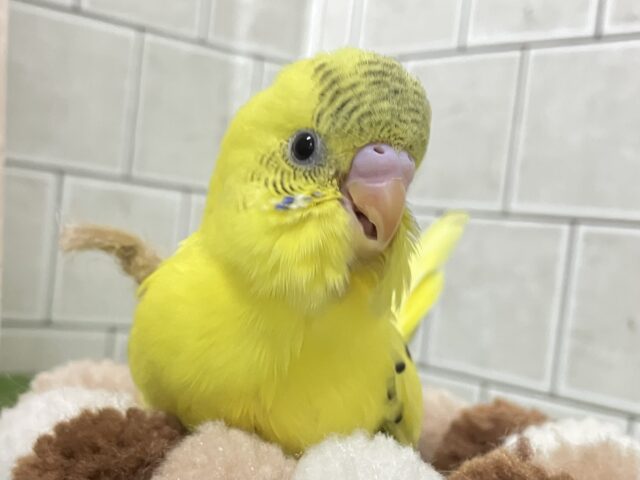 セキセイインコ