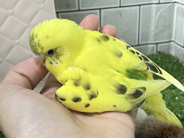 セキセイインコ