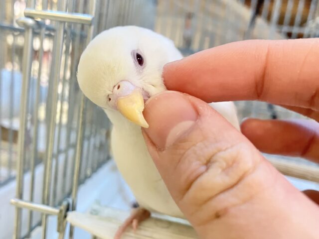 セキセイインコ