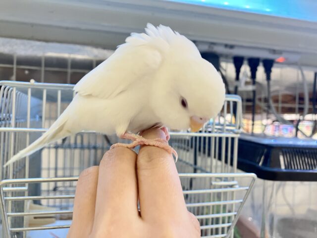 セキセイインコ