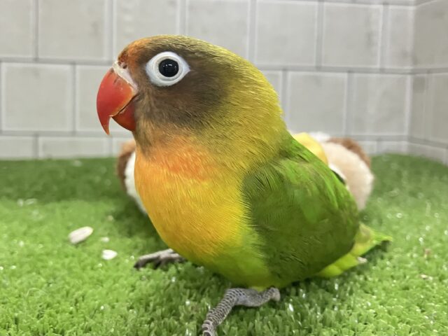 キエリボタンインコ