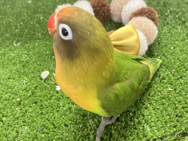 キエリボタンインコ