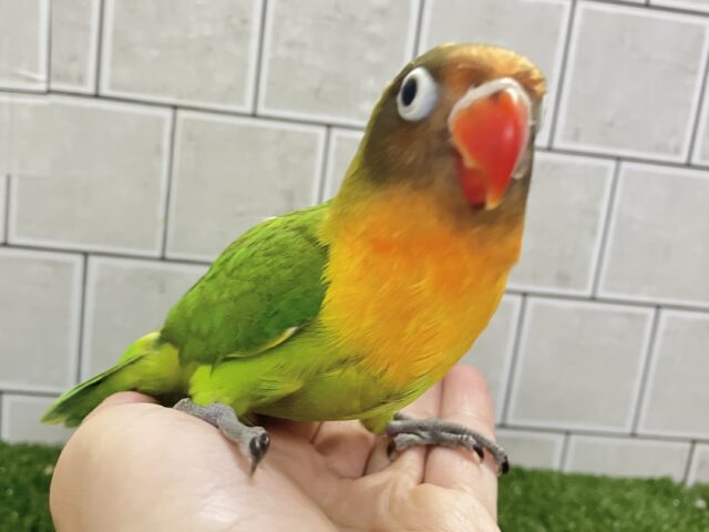 キエリボタンインコ