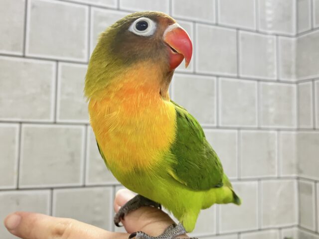 キエリボタンインコ