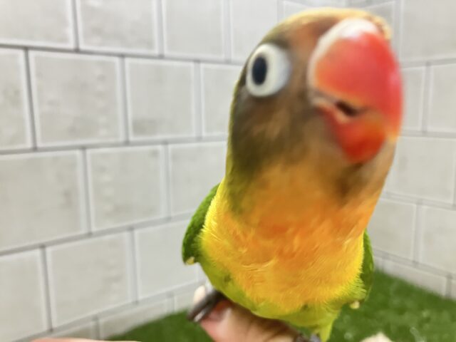 キエリボタンインコ