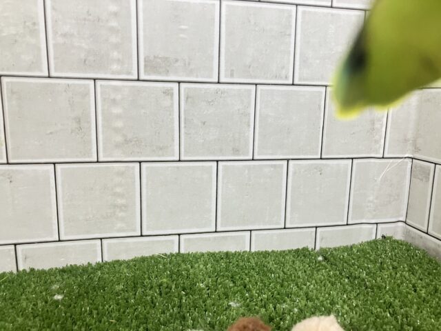 キエリボタンインコ