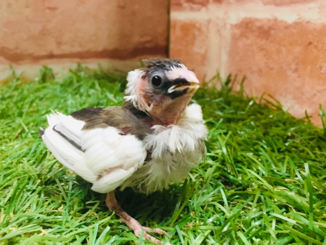 十姉妹（ジュウシマツ）