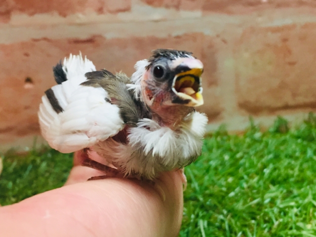 十姉妹（ジュウシマツ）