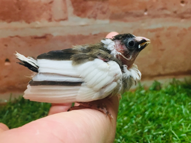 十姉妹（ジュウシマツ）