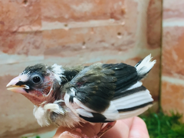 十姉妹（ジュウシマツ）