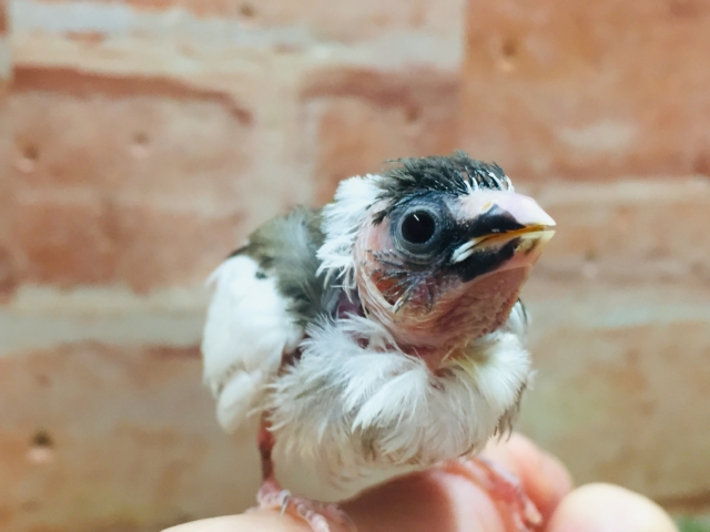 十姉妹（ジュウシマツ）