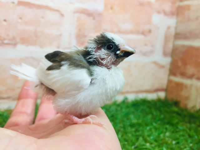 十姉妹（ジュウシマツ）