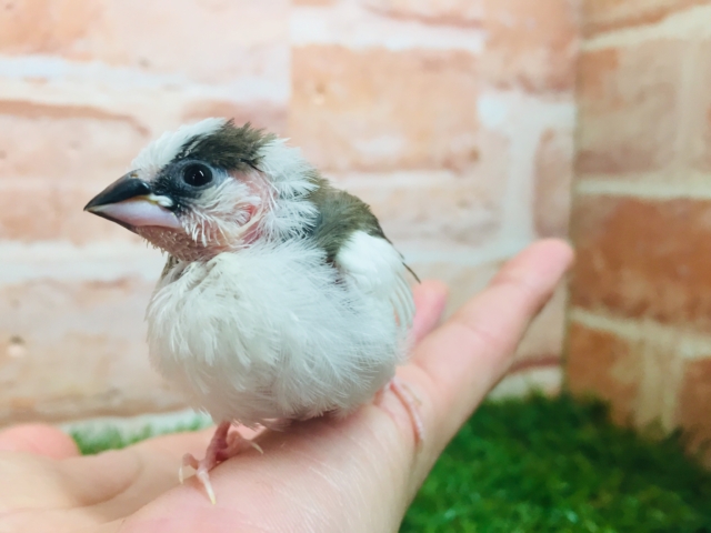 十姉妹（ジュウシマツ）