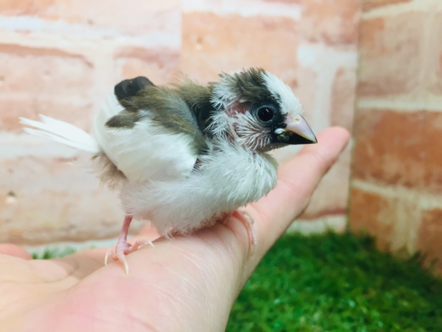 十姉妹（ジュウシマツ）