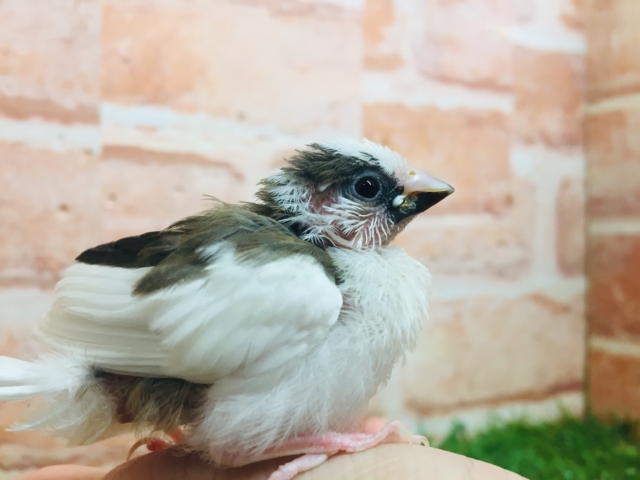 十姉妹（ジュウシマツ）