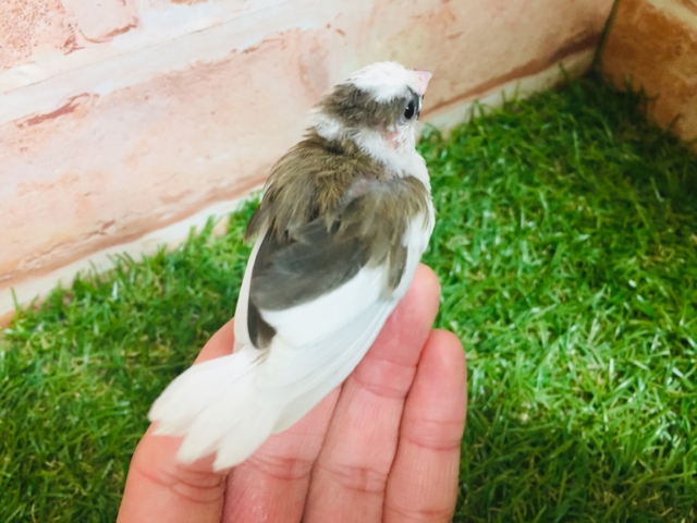 十姉妹（ジュウシマツ）