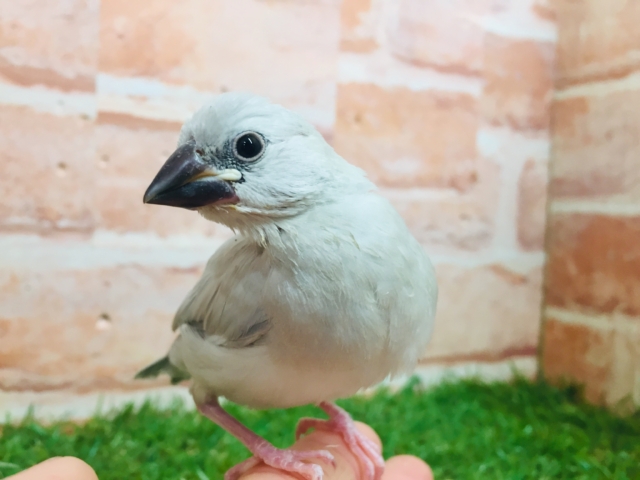 シルバー文鳥