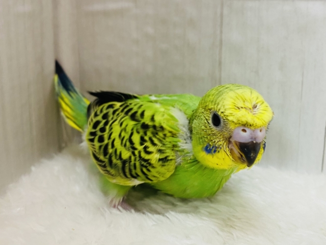 セキセイインコ