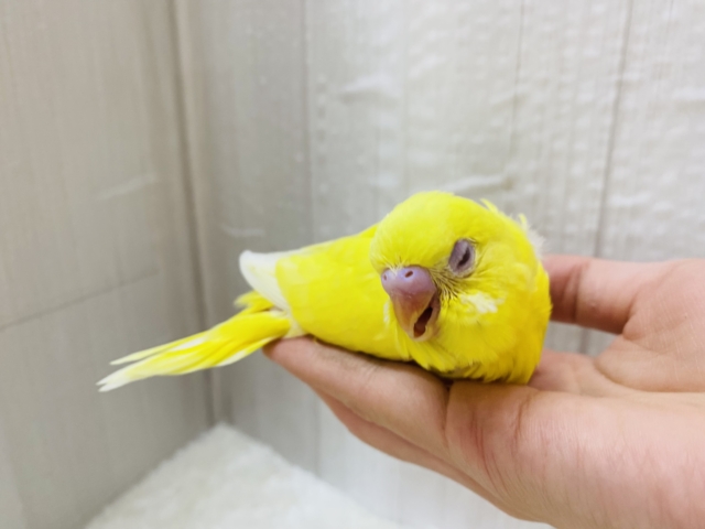 セキセイインコ