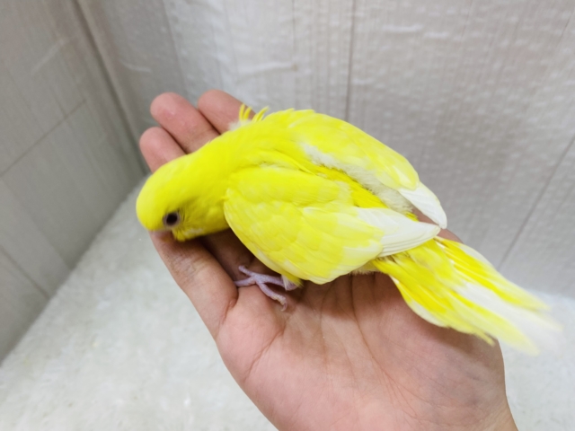 セキセイインコ