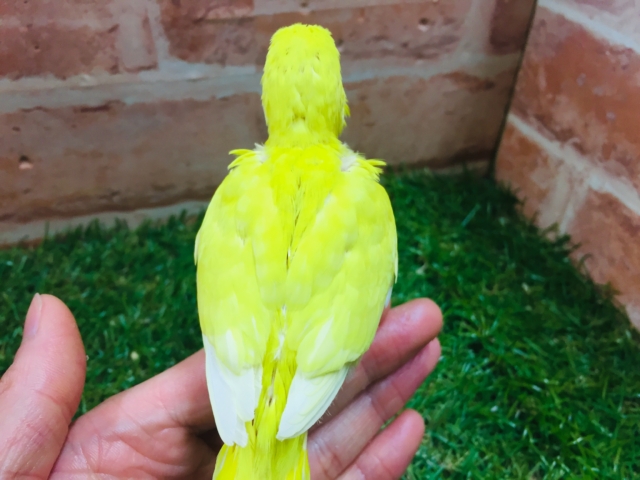 セキセイインコ