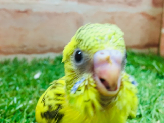 セキセイインコ